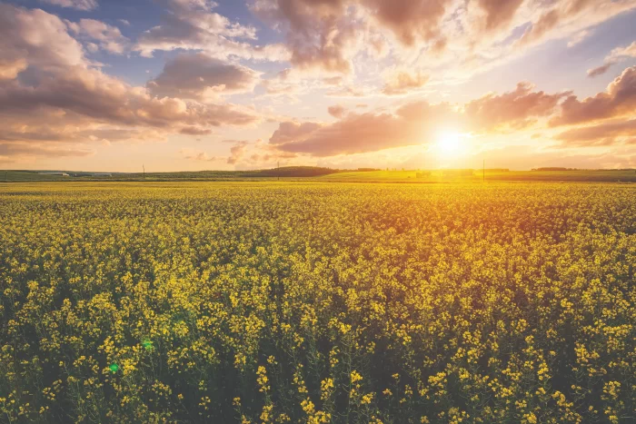 A scenic view of a greenbelt or community park in Richardson, Texas, showing vibrant greenery and a walking trail.